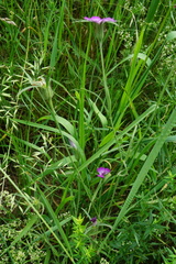 Agrostemma githago