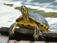 Trachemys scripta scripta