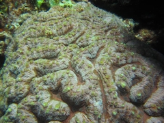 Lobophyllia