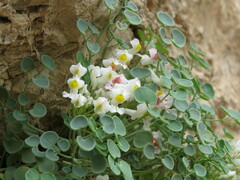 Sarcocapnos enneaphylla