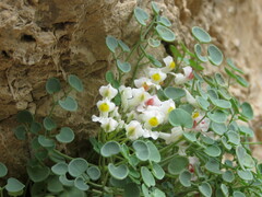 Sarcocapnos enneaphylla