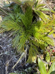Aciphylla dissecta
