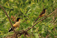 Donacobius atricapilla