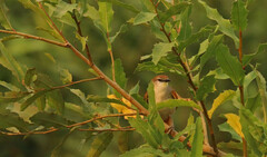 Certhiaxis cinnamomeus