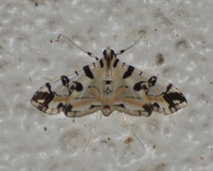 Conchylodes salamisalis