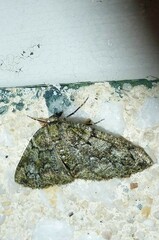 Cleorodes lichenaria