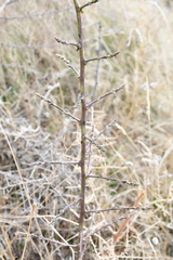 Asparagus acutifolius