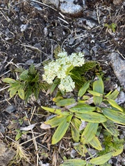 Aciphylla dissecta