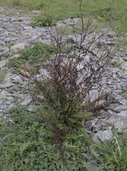 Rumex sanguineus