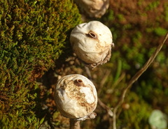 Tulostoma brumale