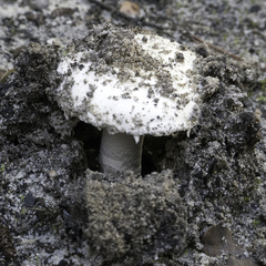 Amanita smithiana