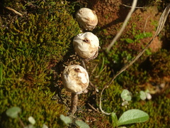 Tulostoma brumale