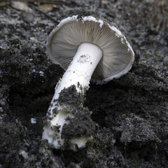 Amanita smithiana