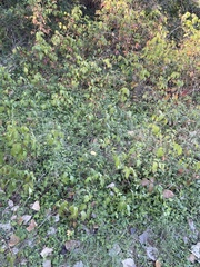 Toxicodendron pubescens