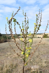 Verbascum pulverulentum