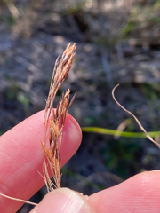 Rhynchospora inexpansa