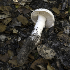 Amanita smithiana