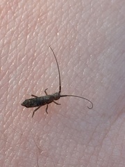 Pogonognathellus longicornis