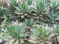 Agave shawii shawii