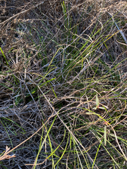 Rhynchospora inexpansa