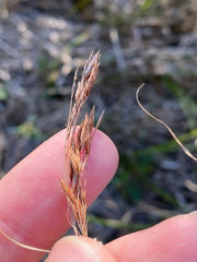 Rhynchospora inexpansa