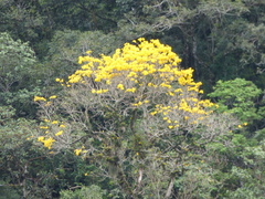 Handroanthus