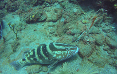 Epinephelus striatus