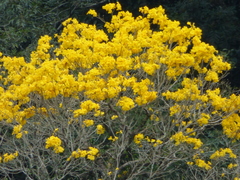 Handroanthus