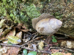 Megalobulimus popelairianus