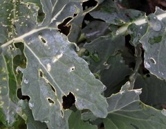 Erysiphe cruciferarum
