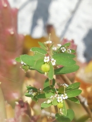 Euphorbia hypericifolia
