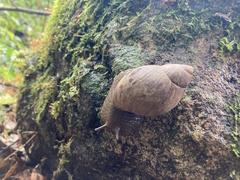 Megalobulimus popelairianus