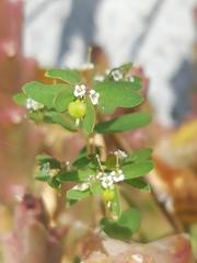 Euphorbia hypericifolia