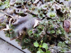 Marchantia polymorpha ruderalis
