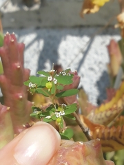 Euphorbia hypericifolia