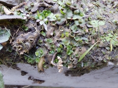 Marchantia polymorpha ruderalis