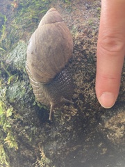 Megalobulimus popelairianus