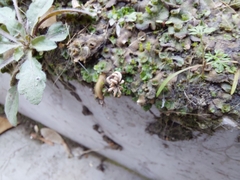 Marchantia polymorpha ruderalis