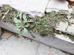 Marchantia polymorpha ruderalis