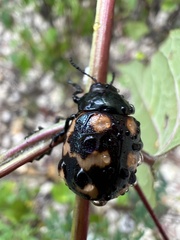 Labidomera suturella