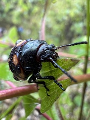 Labidomera suturella