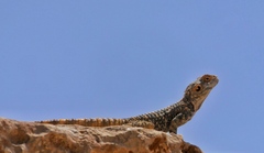 Laudakia vulgaris