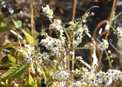 Symphyotrichum ericoides