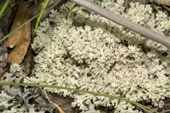 Pulchrocladia retipora