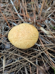 Suillus decipiens