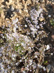 Symphyotrichum ericoides