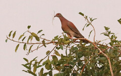 Patagioenas cayennensis