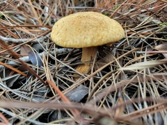 Suillus decipiens