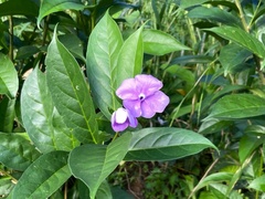 Brunfelsia