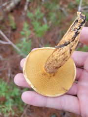 Suillus decipiens